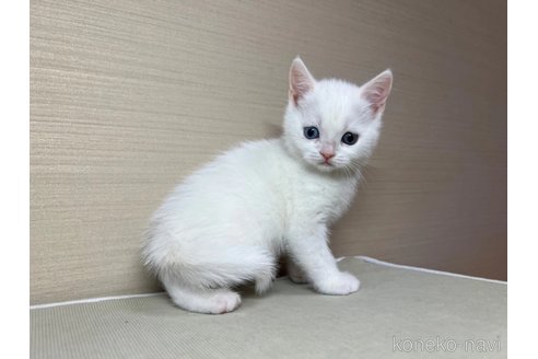 成約済の茨城県のスコティッシュフォールド-102839の4枚目